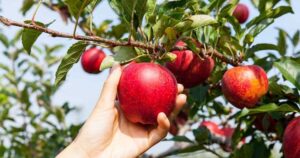 Manfaat memakan buah Apel Merah untuk Kesehatan